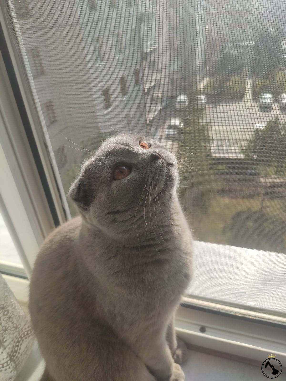 Scottish Fold Oğlum Teslaya Eş Arıyoruz Dost Patiler Kedi Köpek