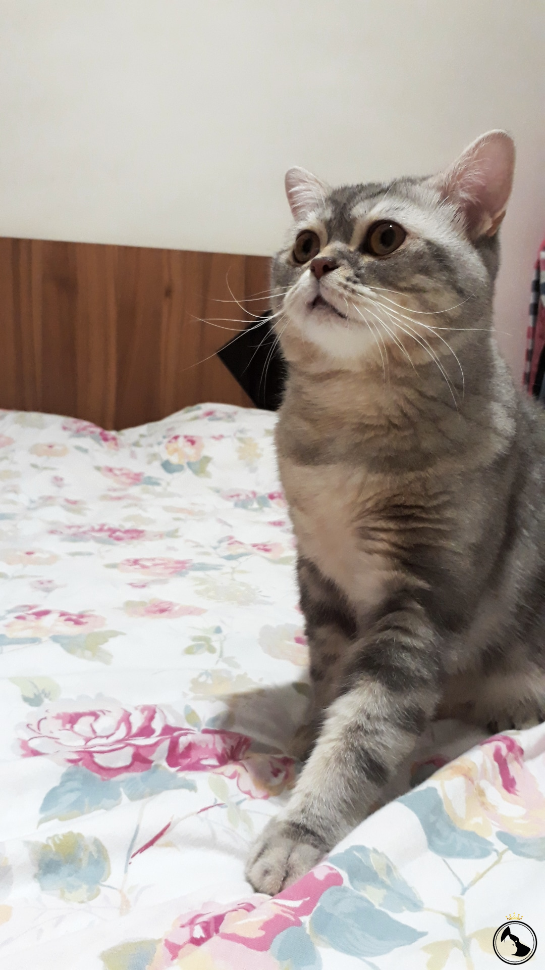 Yakışıklı yavrumuza Eş ariyoruz Dost Patiler Kedi Köpek Dünyası