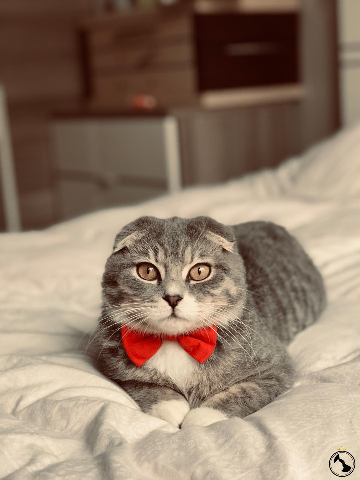 dost köpek çiftliği
