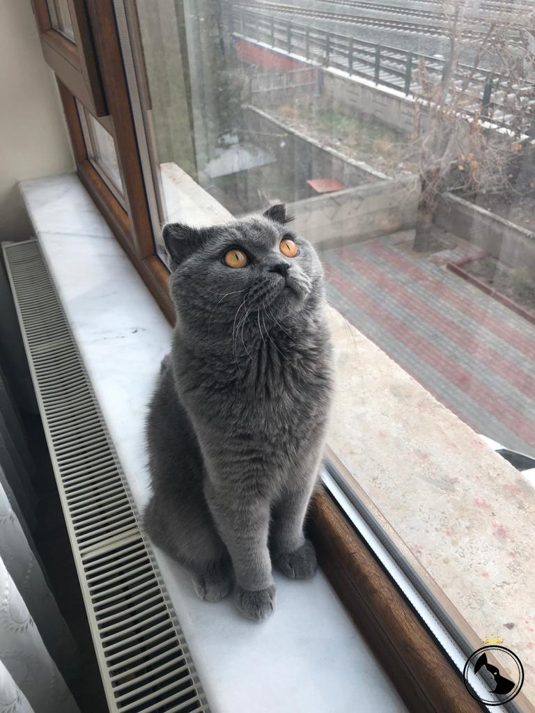 Erkek scottish fold kedimize dişi british shorthair kedi arıyoruz
