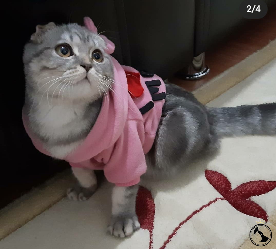 Kizima Beyaz british kedi ariyorum Dost Patiler Kedi Köpek Dünyası