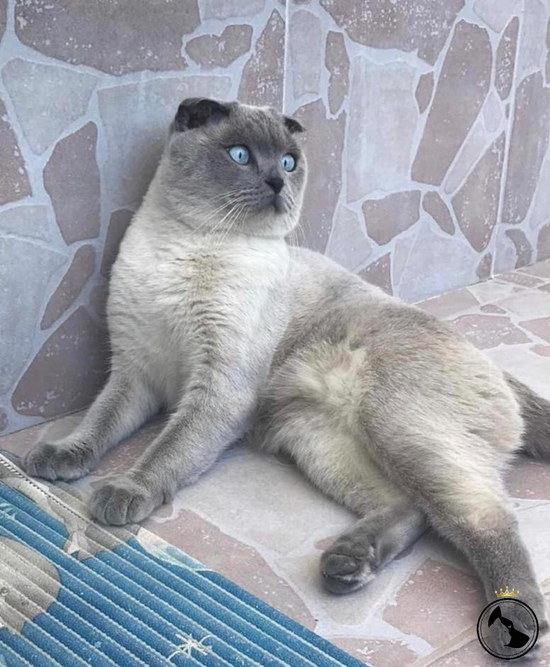 oğluşuma eş arıyorum Dost Patiler Kedi Köpek Dünyası Kedi ve