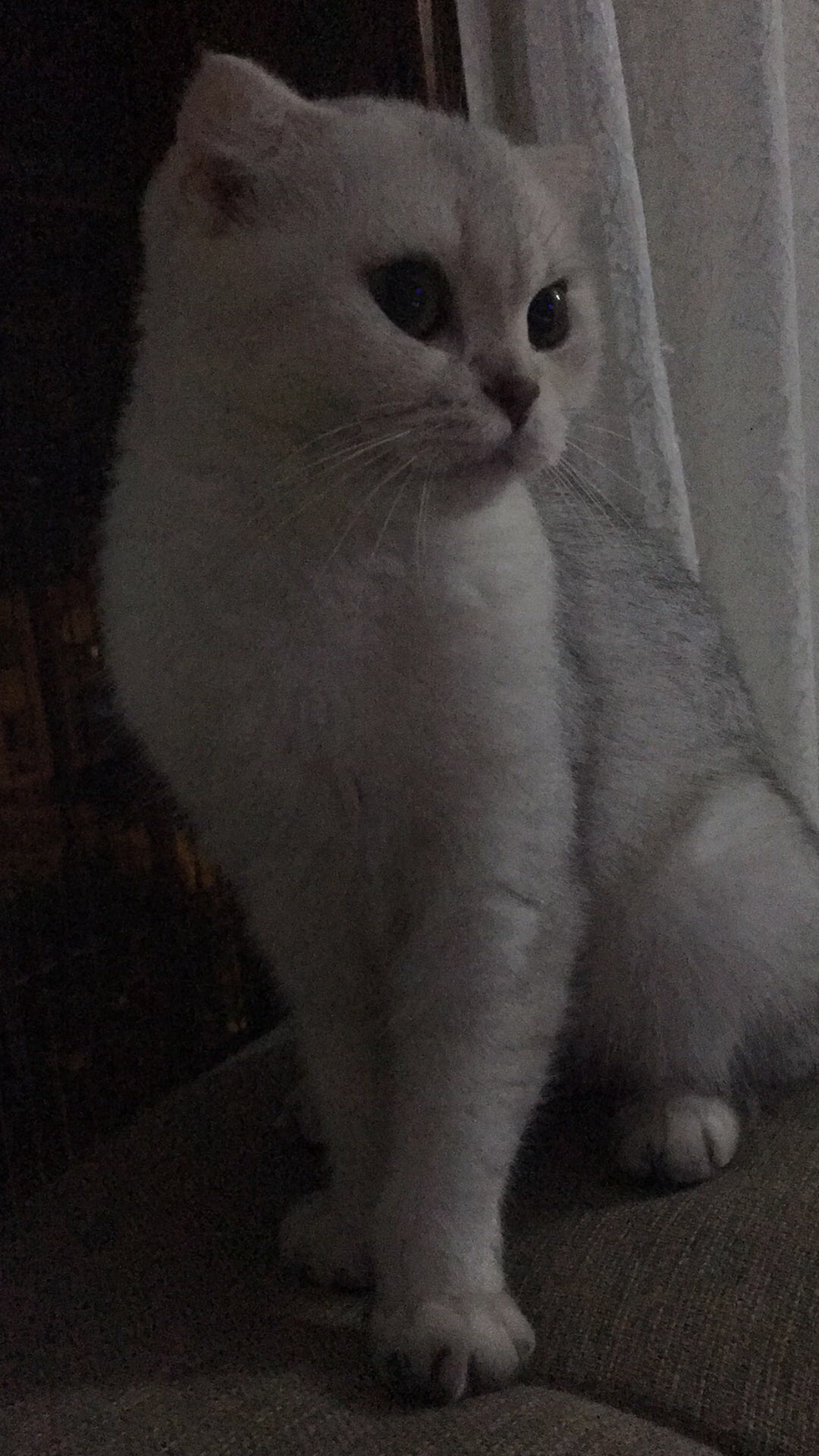 müezza, Secereli damat adaylarını bekliyor… Dost Patiler Kedi