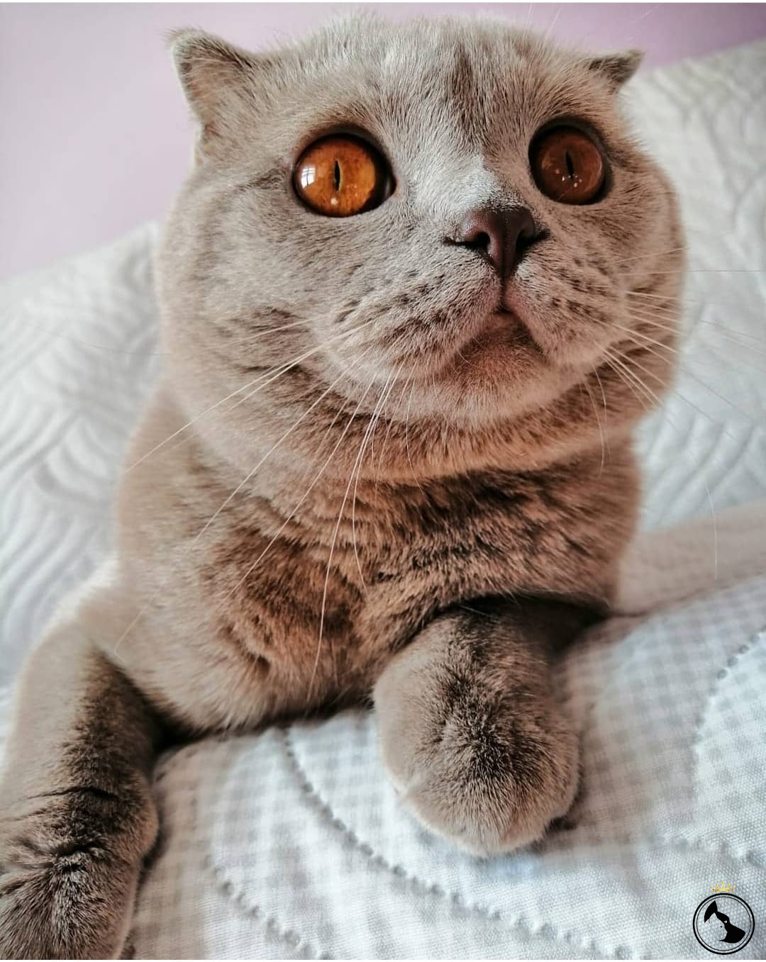 British Cins Eş Arıyoruz Dost Patiler Kedi Köpek Dünyası Kedi ve