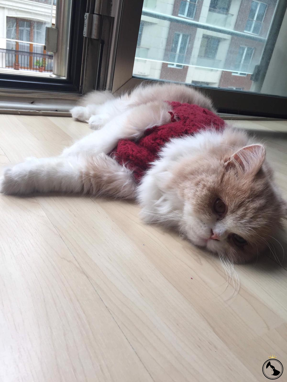 Liya Dost Patiler Kedi Köpek Dünyası Kedi ve Köpekler İçin Her şey