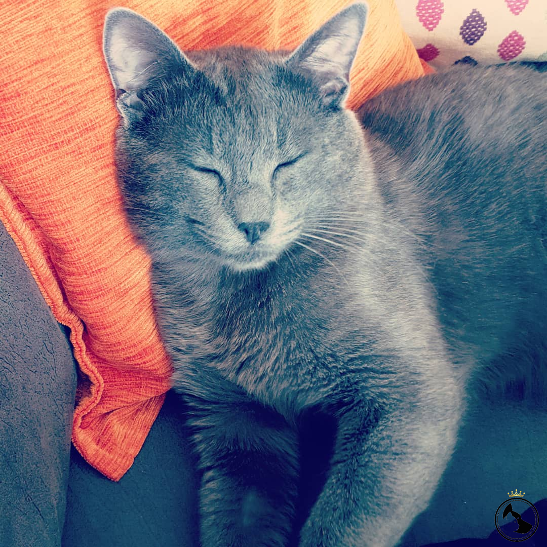 Yakışıklı oğlumuza eş arıyoruz Dost Patiler Kedi Köpek Dünyası