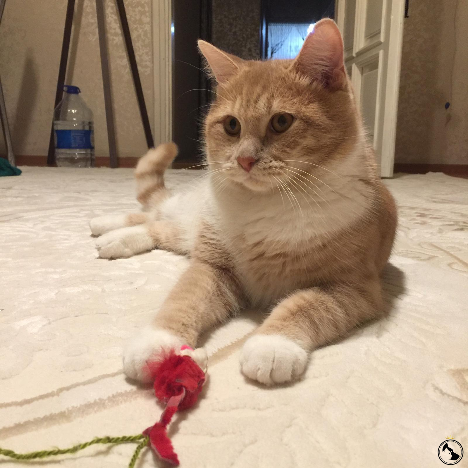 OĞLUMA EŞ ARIYORUM Dost Patiler Kedi Köpek Dünyası Kedi ve