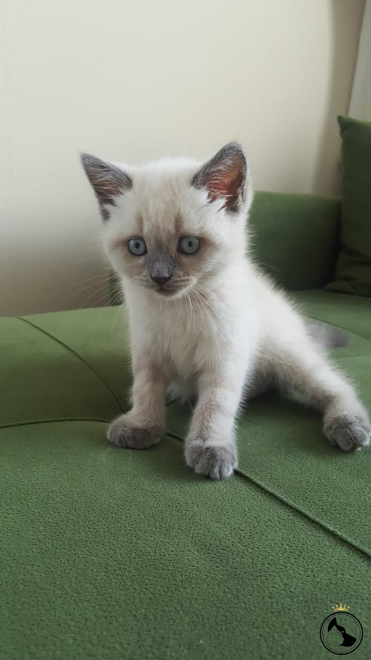 disi kedi