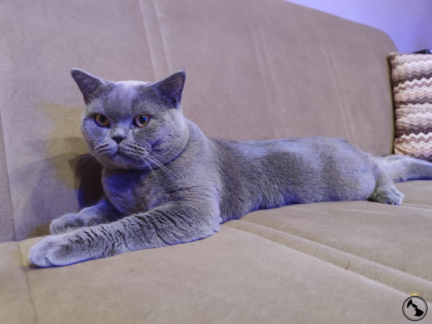 Mars Paşam 15 Aylık 6,250gr British Shorthair Dost Patiler Kedi