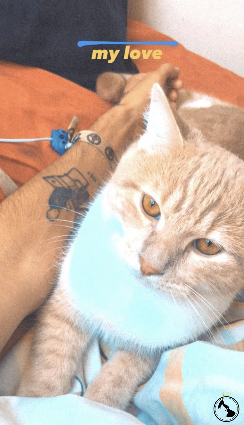 OĞLUMA EŞ ARIYORUM Dost Patiler Kedi Köpek Dünyası Kedi ve