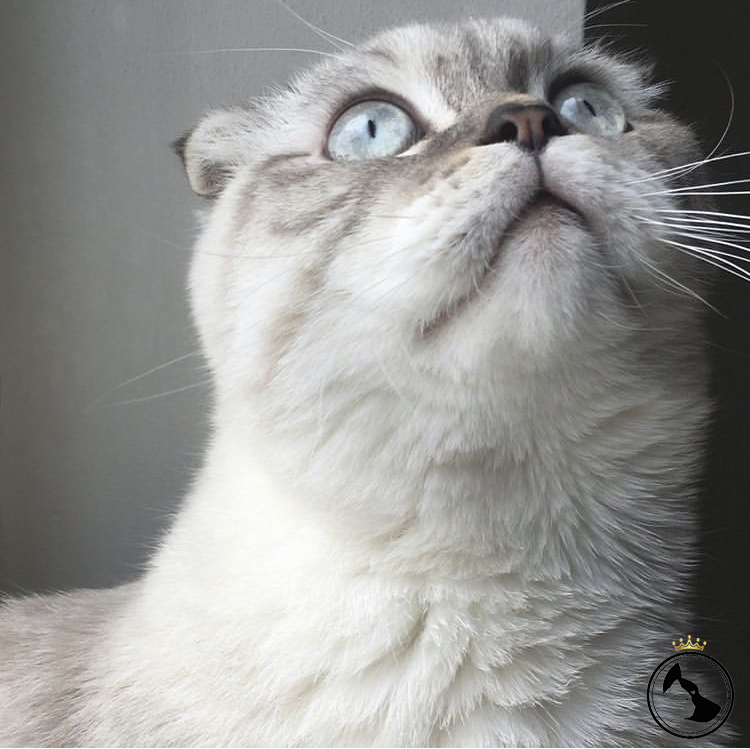Scottish Fold erkek 1,5 yaşında Dost Patiler Kedi Köpek Dünyası