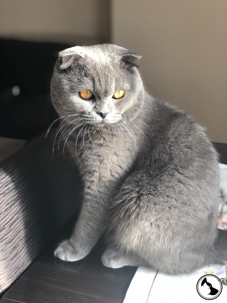Erkek scottish fold kedimize dişi british shorthair kedi arıyoruz