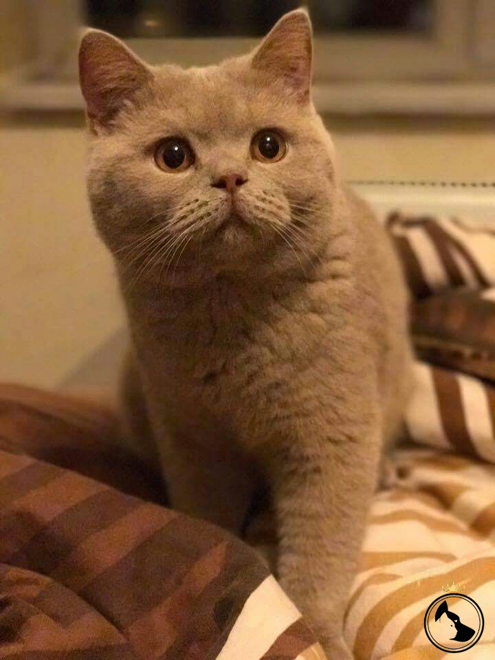 Scottish fold ve british shorthair Dost Patiler Kedi Köpek Dünyası