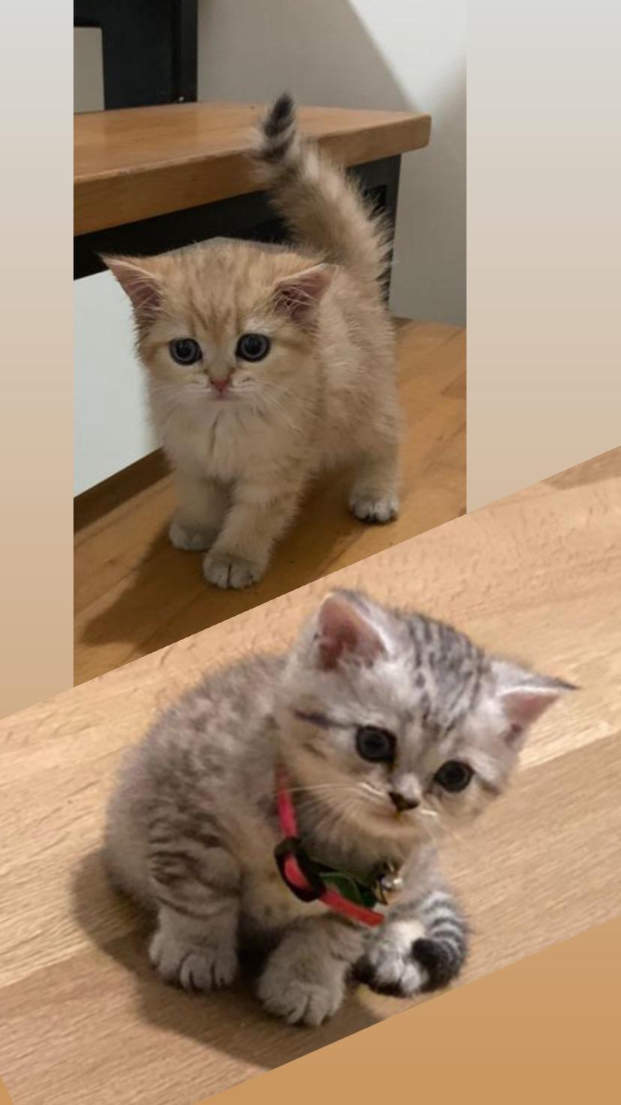 Kedı Dost Patiler Kedi Köpek Dünyası Kedi ve Köpekler İçin Her şey