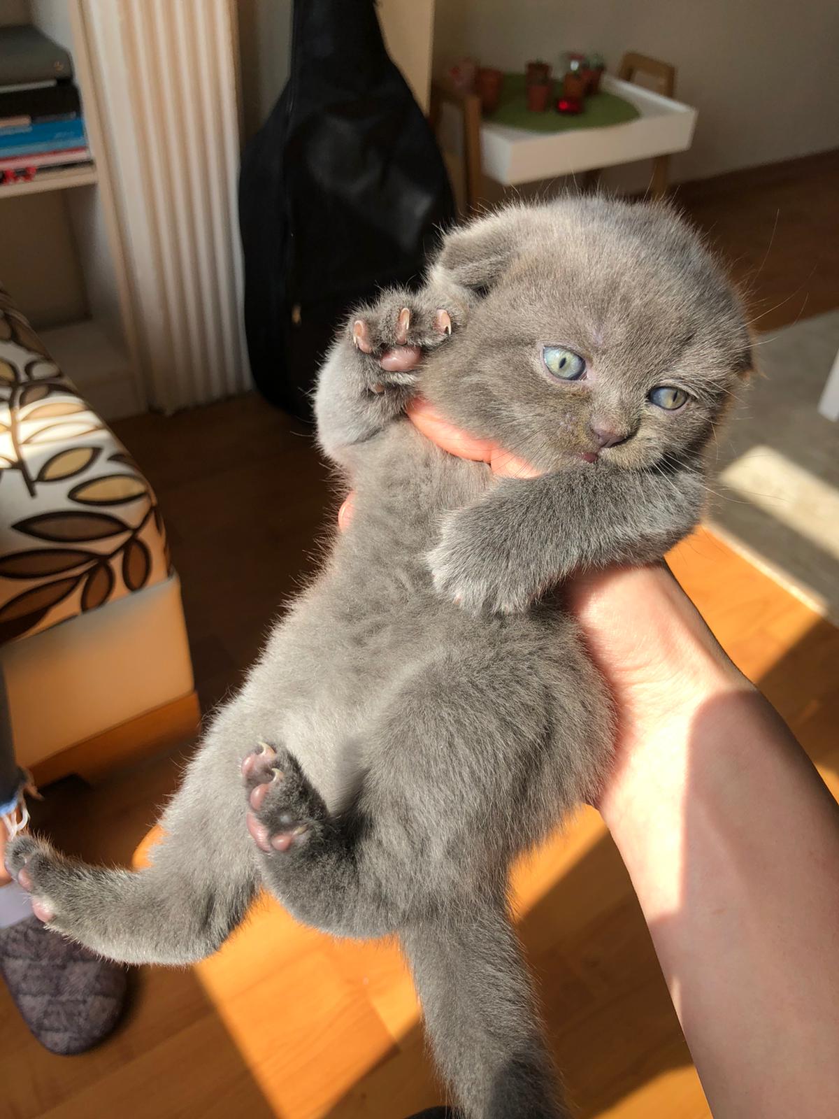 Yavru scotish Dost Patiler Kedi Köpek Dünyası Kedi ve Köpekler
