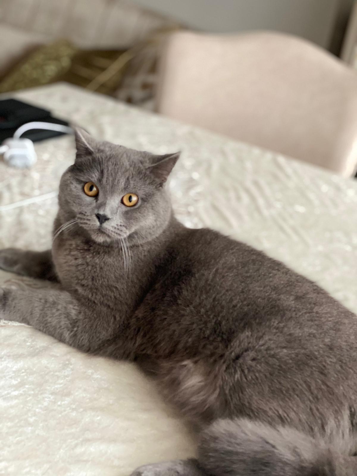 Sümeyye Sümeyye Dost Patiler Kedi Köpek Dünyası Kedi ve Köpekler