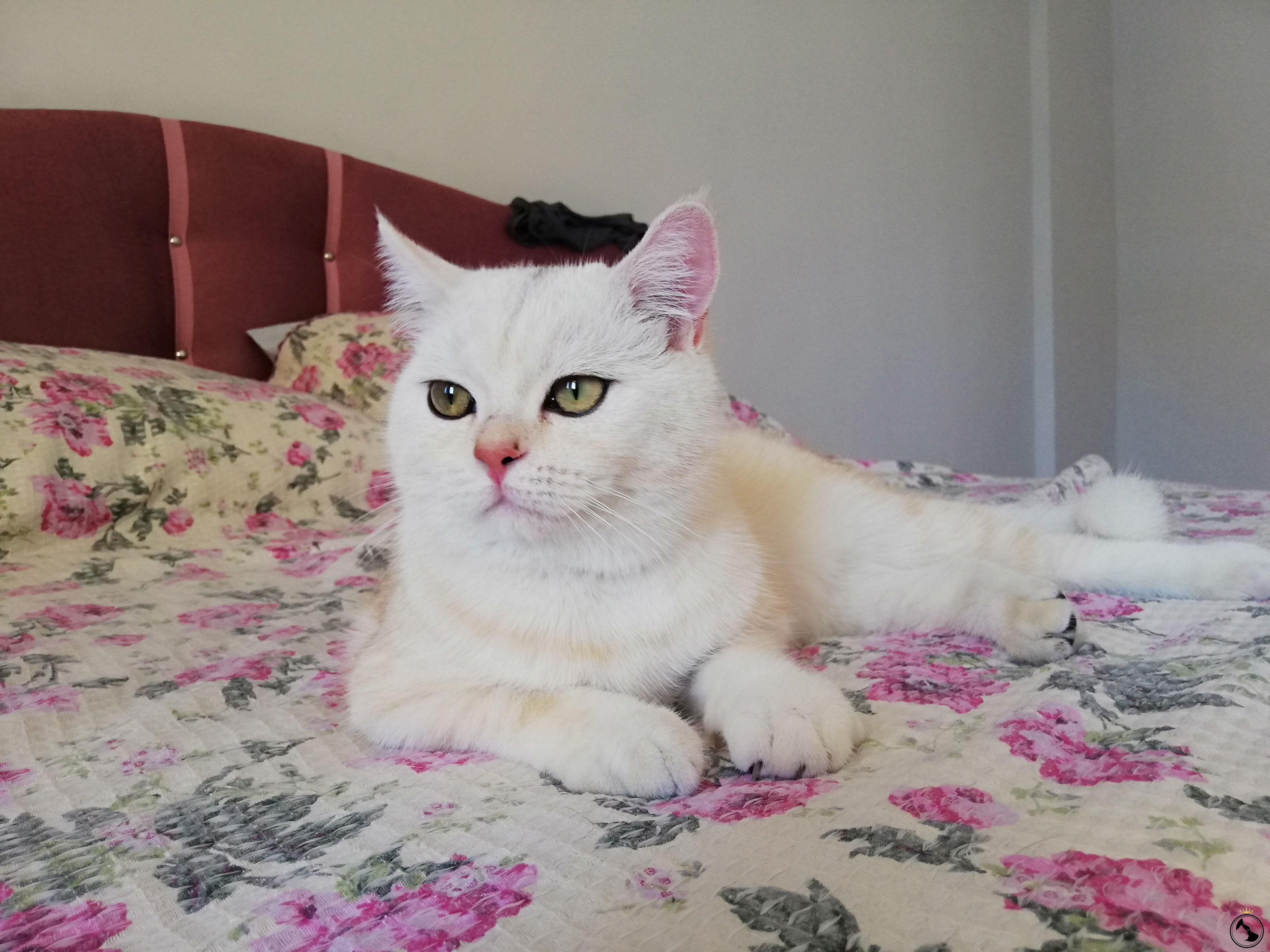Safkan British Shorthair Silver NS11 Oğlumuza Eş Arıyoruz Dost