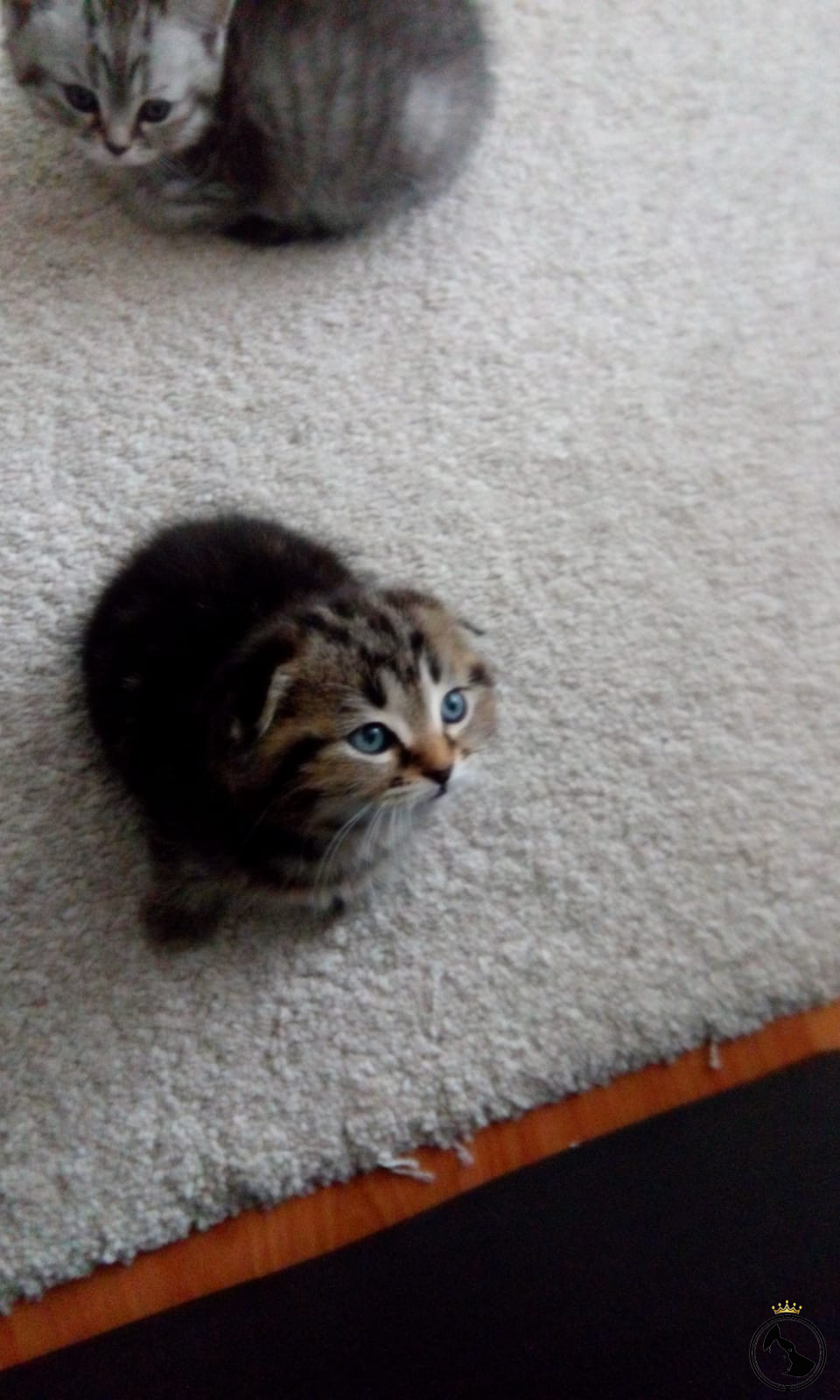 1,5 aylık Scotish fold yavru Dost Patiler Kedi Köpek Dünyası Kedi