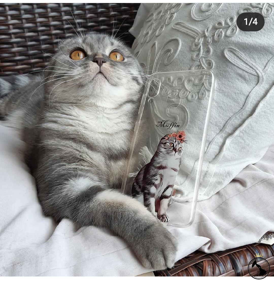 Kizima Beyaz british kedi ariyorum Dost Patiler Kedi Köpek Dünyası