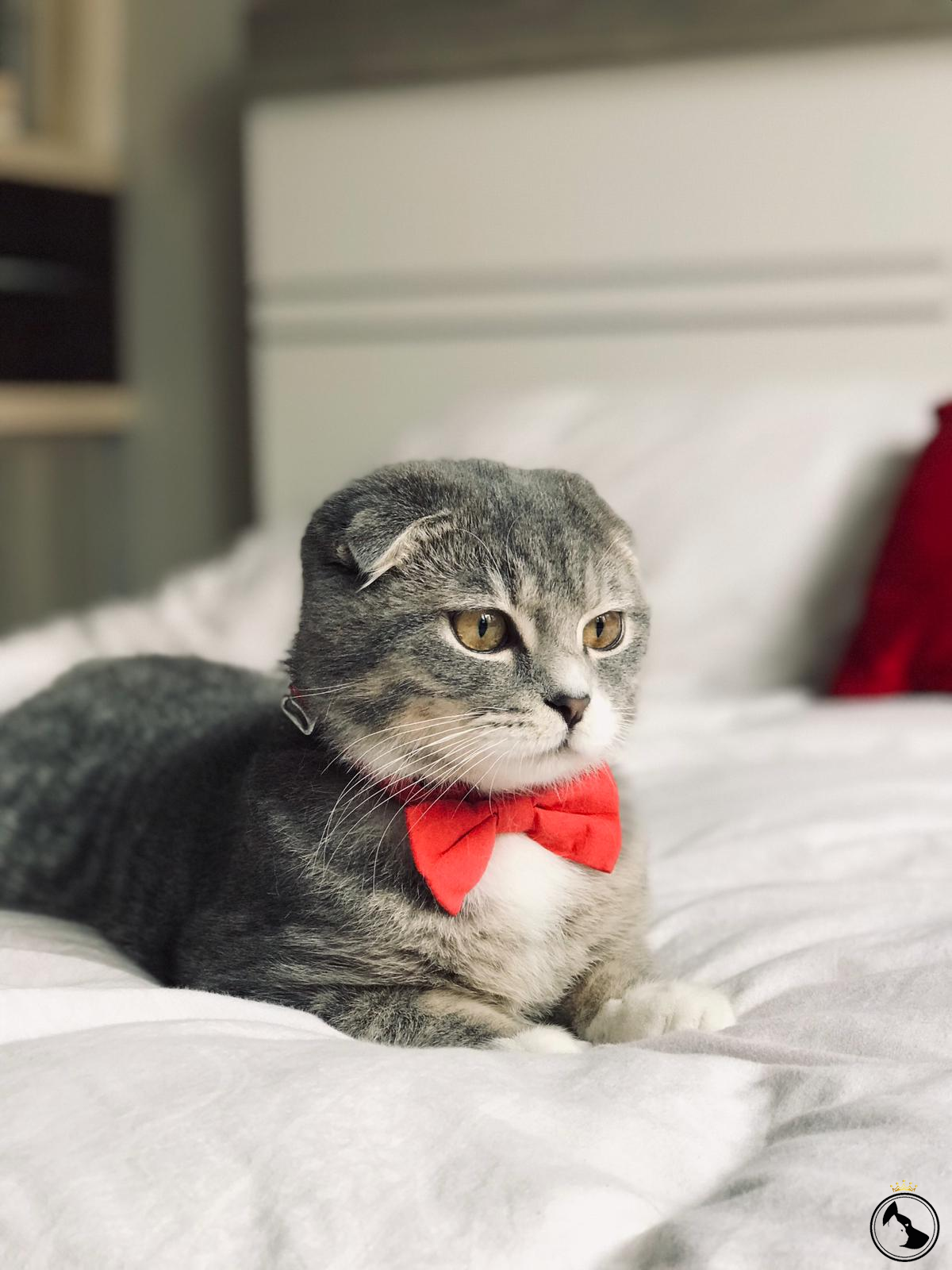 Güzel eş arıyoruz Dost Patiler Kedi Köpek Dünyası Kedi ve