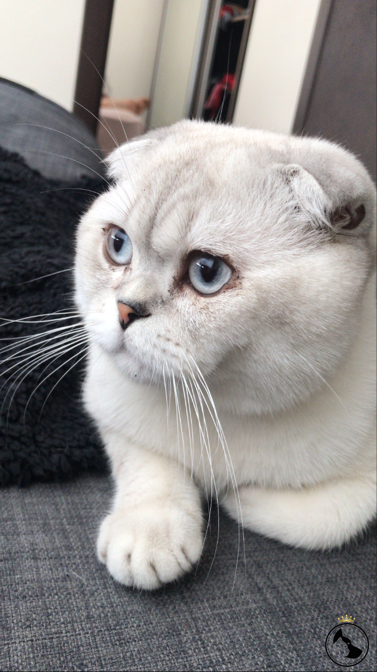 scottish fold oğlumuz cekuya eş arıyoruz Dost Patiler Kedi Köpek