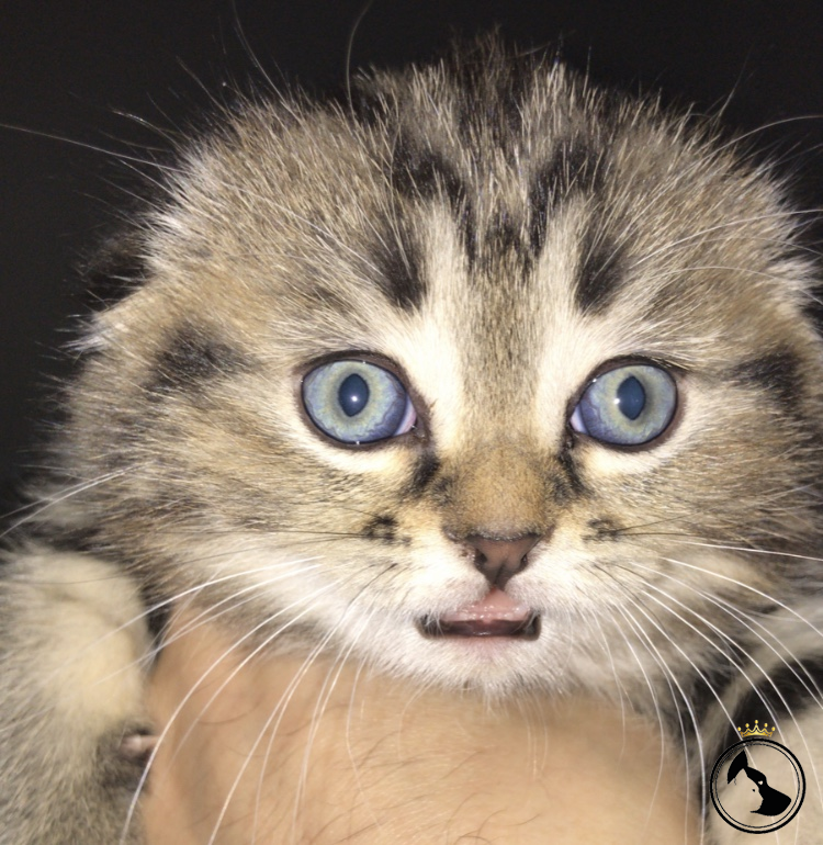 1,5 aylık Scotish fold yavru Dost Patiler Kedi Köpek Dünyası Kedi