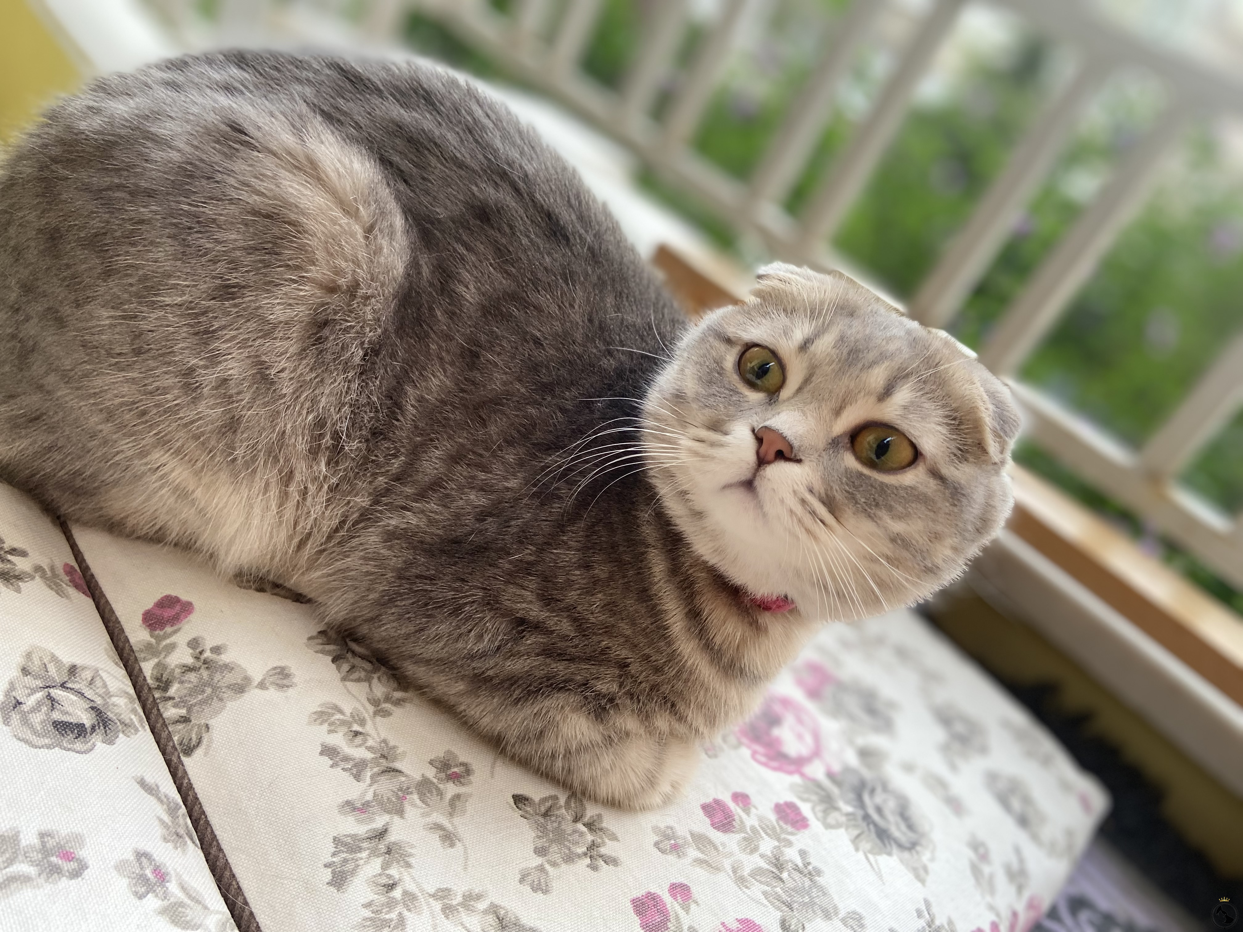 Kedi Ilanlari Dost Patiler Kedi Kopek Dunyasi Kedi Ve Kopekler Icin Her Sey