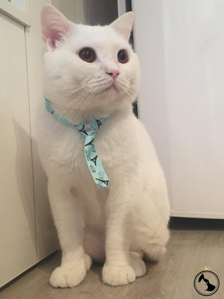 Tecrübeli British Shorthair Yakışıklı Oğlumuza Eş Arıyoruz Dost