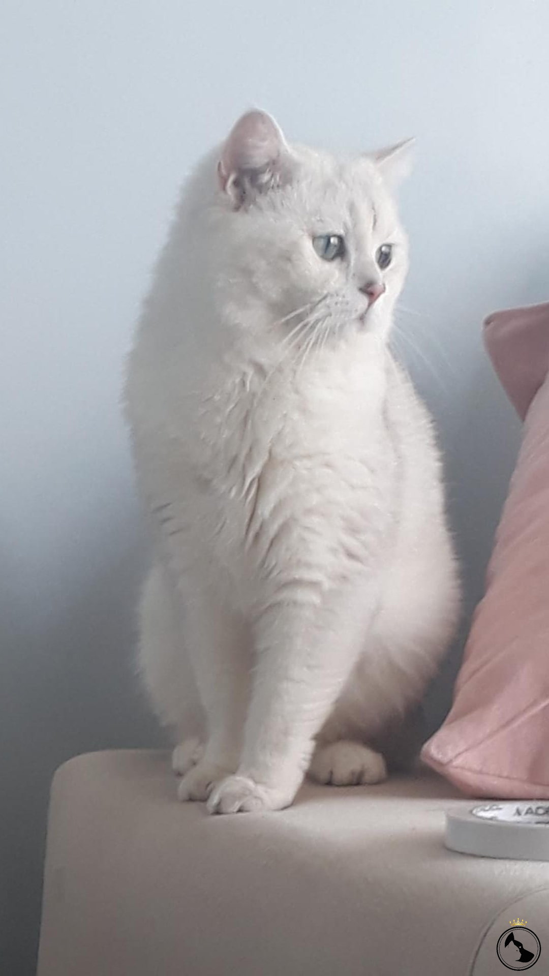 Silver Shaded Zümrüt Gözlü Oglumuza Eş Ariyoruz Dost Patiler Kedi