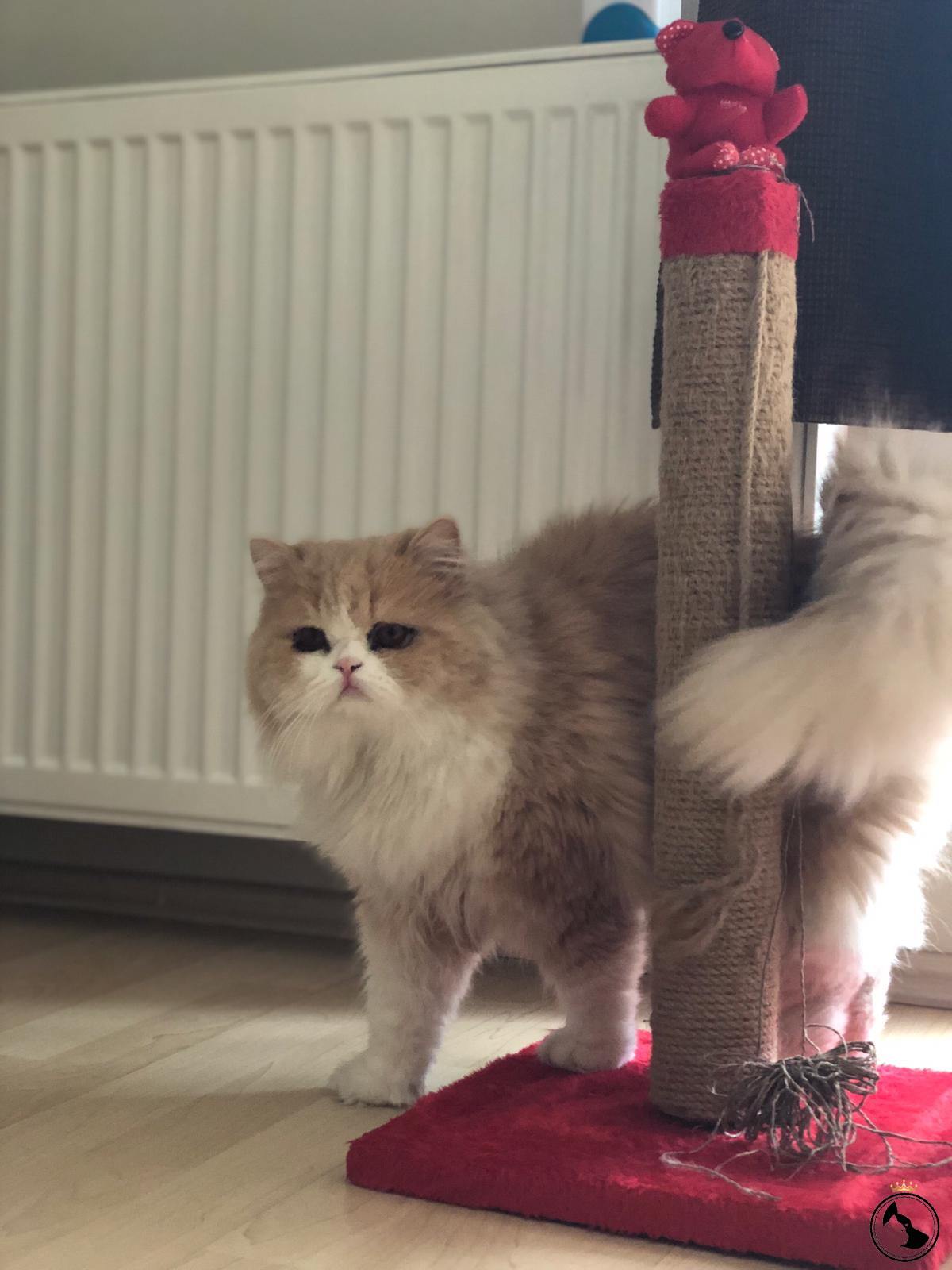 Liya Dost Patiler Kedi Köpek Dünyası Kedi ve Köpekler İçin Her şey