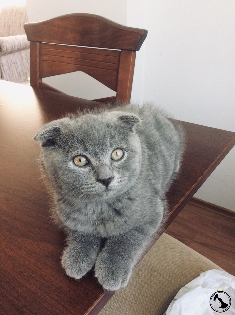 Kedime eş arıyorum Dost Patiler Kedi Köpek Dünyası Kedi ve