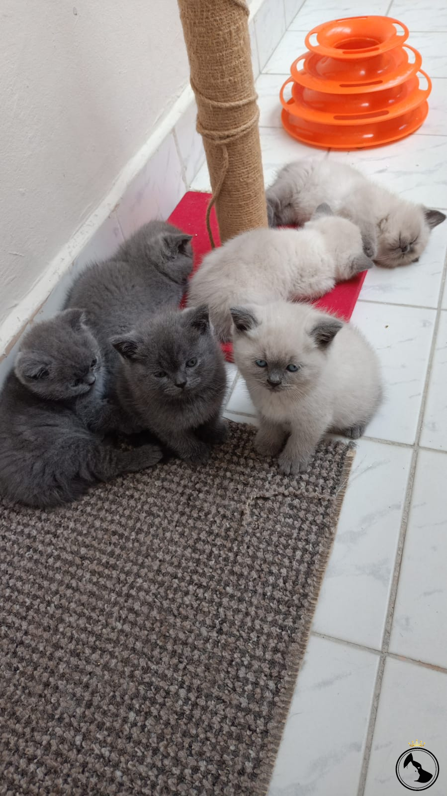 BRİTİSH SHORTHAİR GRİ ERKEK VE BLUE POİNT ERKEK 45 GÜNLÜK Dost