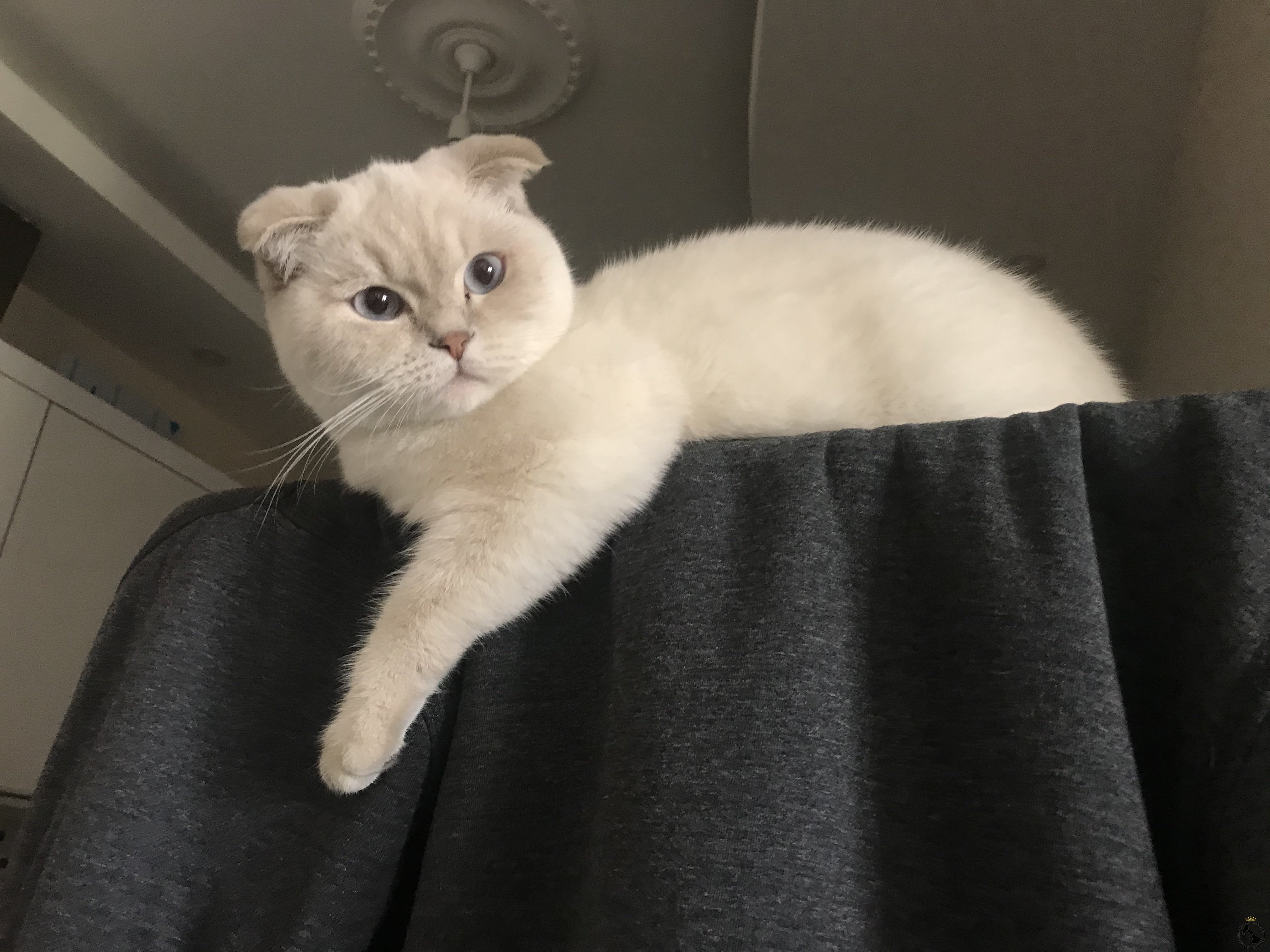 Beyaz Scottish fold kızıma uygun eş arıyorum Dost Patiler Kedi