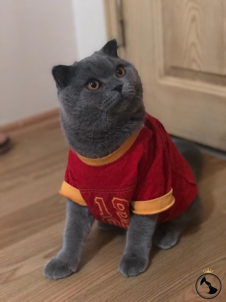 Erkek scottish fold kedimize dişi british shorthair kedi arıyoruz