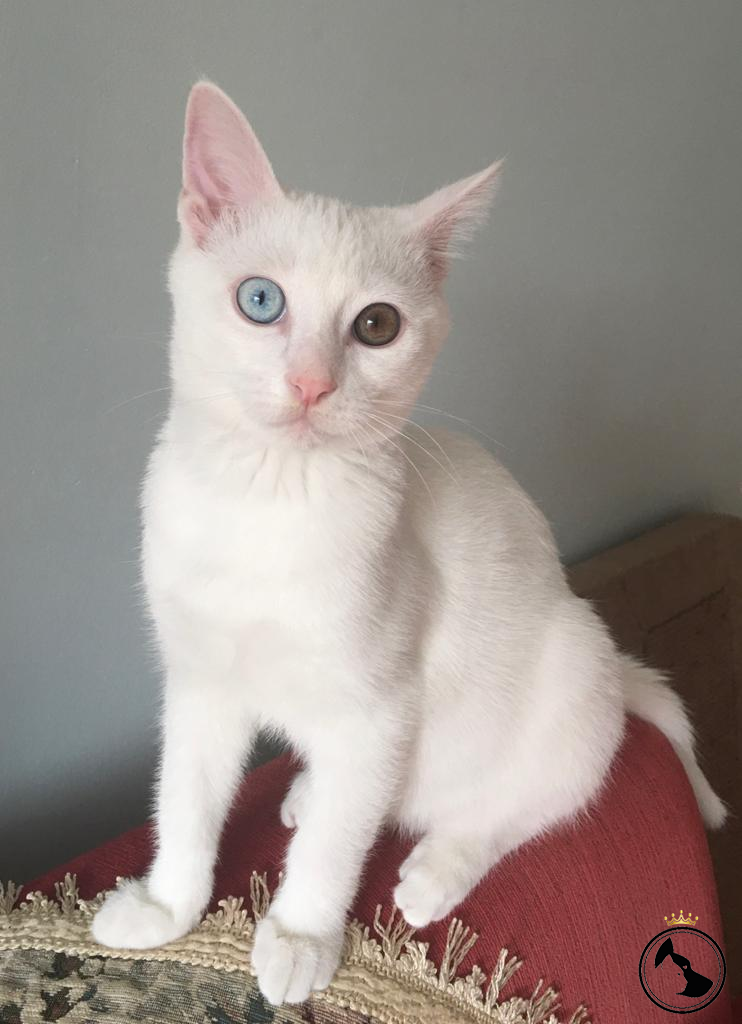 İlan Bulunamadı.. Dost Patiler Kedi Köpek Dünyası Kedi ve