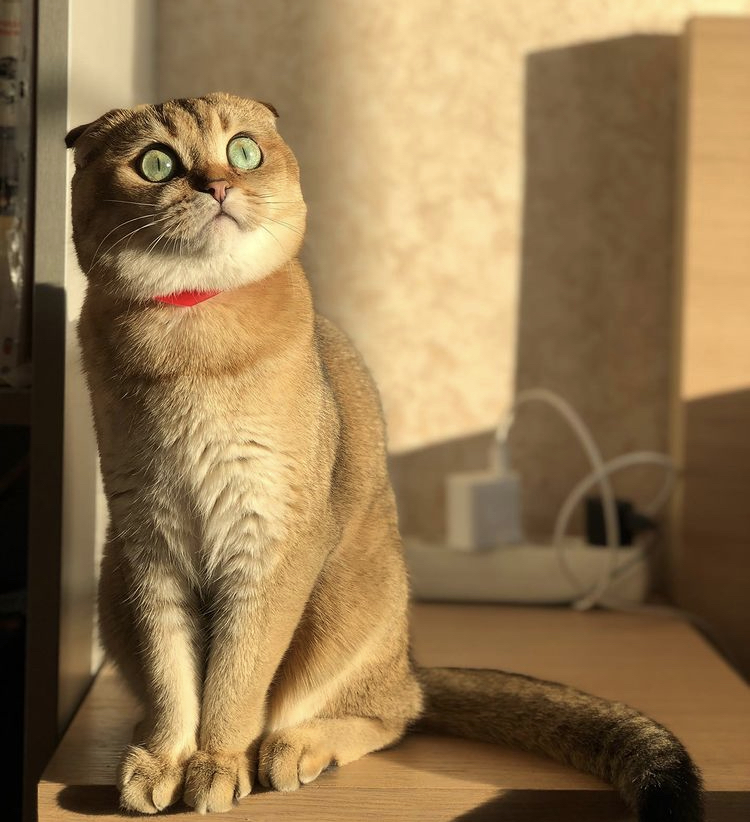 Koray topçu Dost Patiler Kedi Köpek Dünyası Kedi ve Köpekler İçin