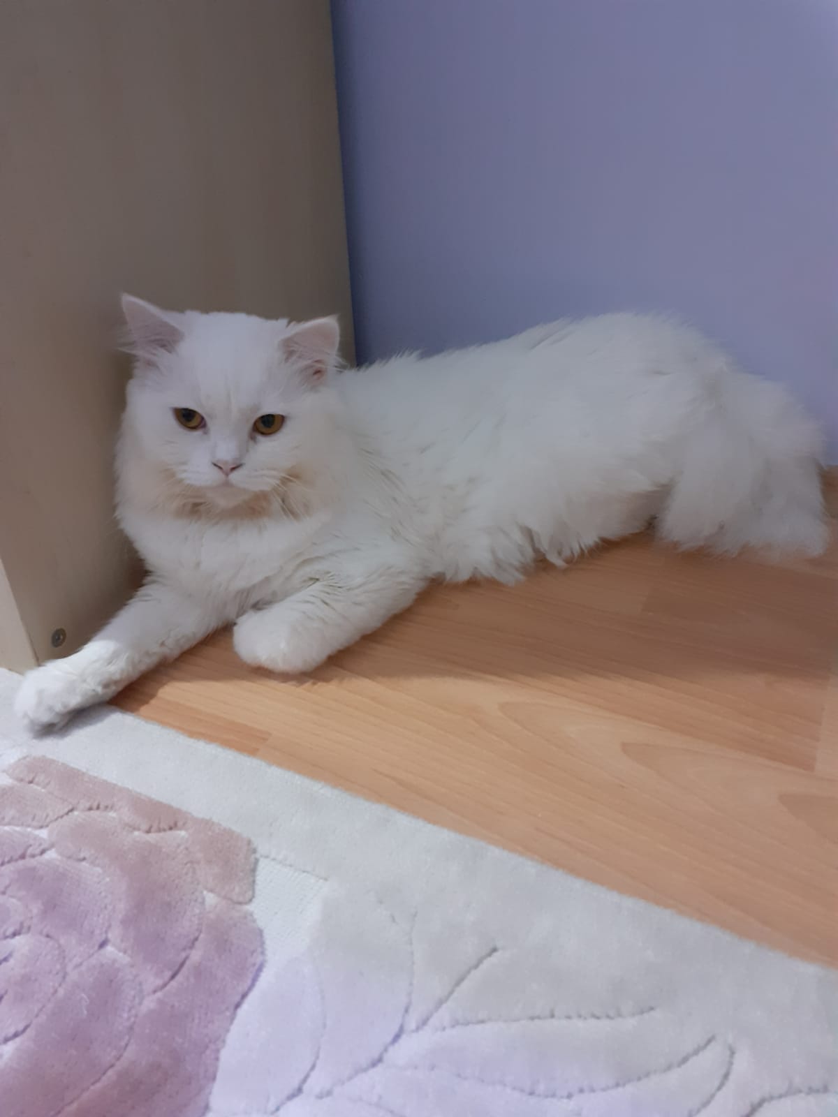 Beyaz british Oglumuza es ariyoruz Dost Patiler Kedi Köpek Dünyası