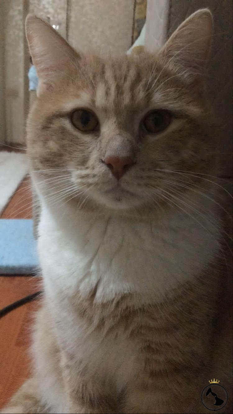 OĞLUMA EŞ ARIYORUM Dost Patiler Kedi Köpek Dünyası Kedi ve