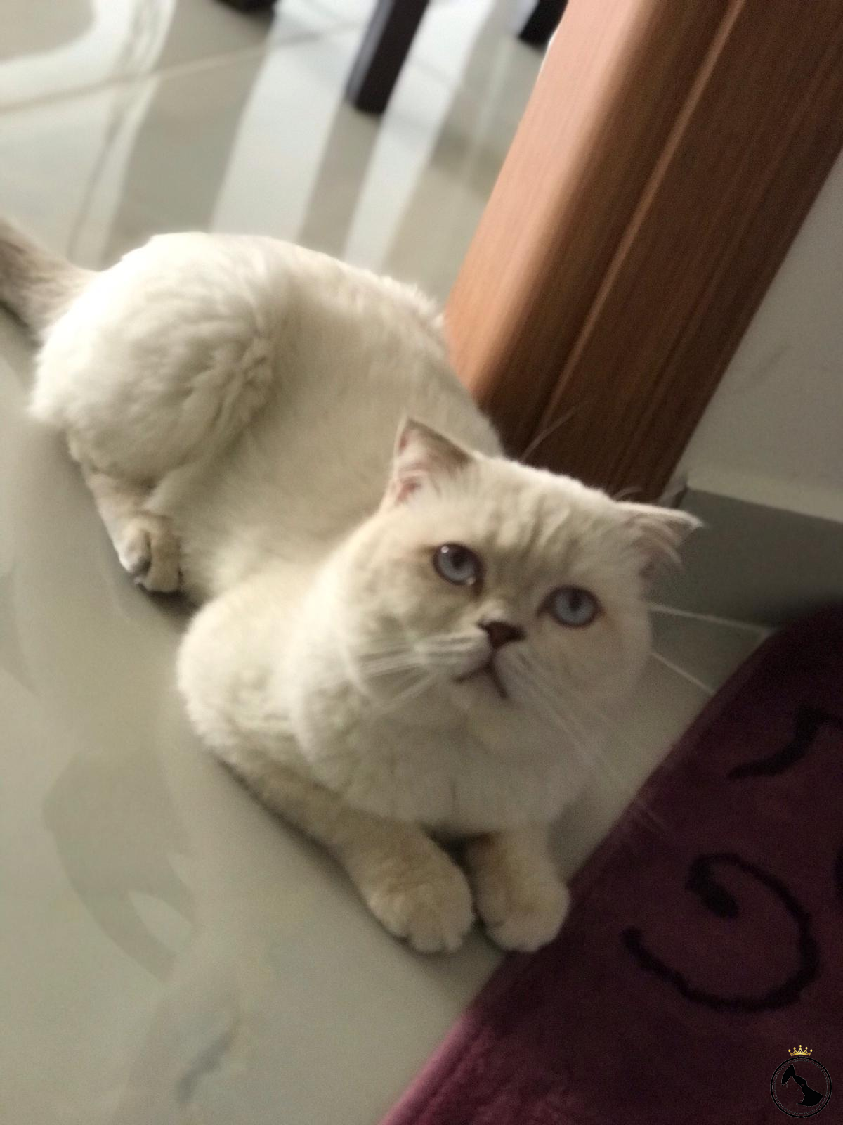 kedi dünyası