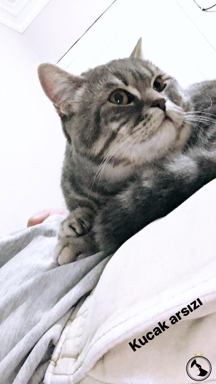 British Shorthair Whiskas Erkek Dost Patiler Kedi Köpek Dünyası