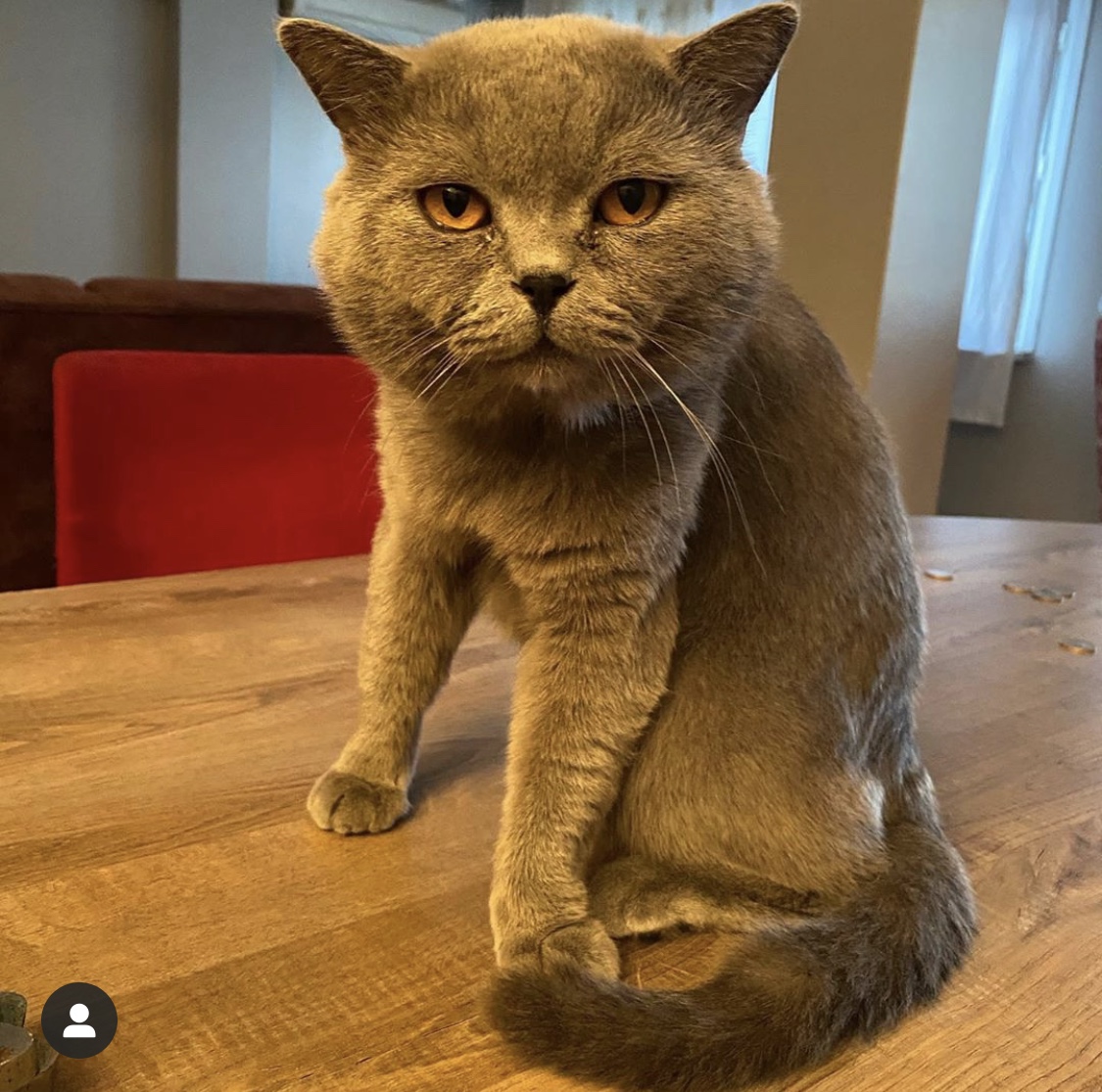 Yakışıklı british shorthair oğluma scottishbritish eş arıyorum Dost