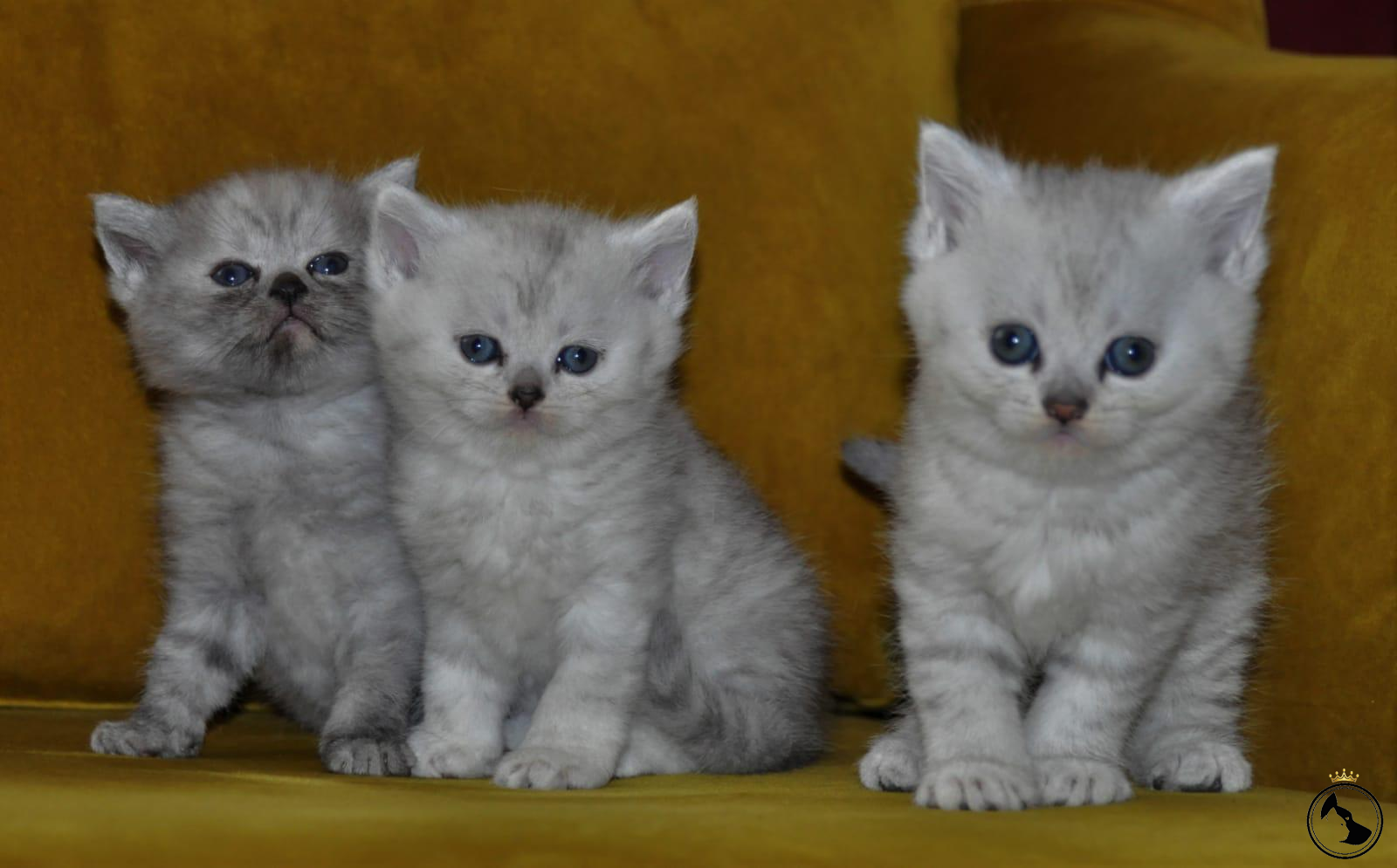 İlan Bulunamadı.. Dost Patiler Kedi Köpek Dünyası Kedi ve