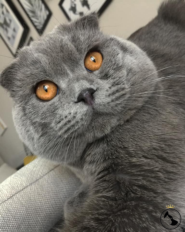 Scottish Fold Cinsi Asil Oğlumuza Eş Arıyoruz Dost Patiler Kedi