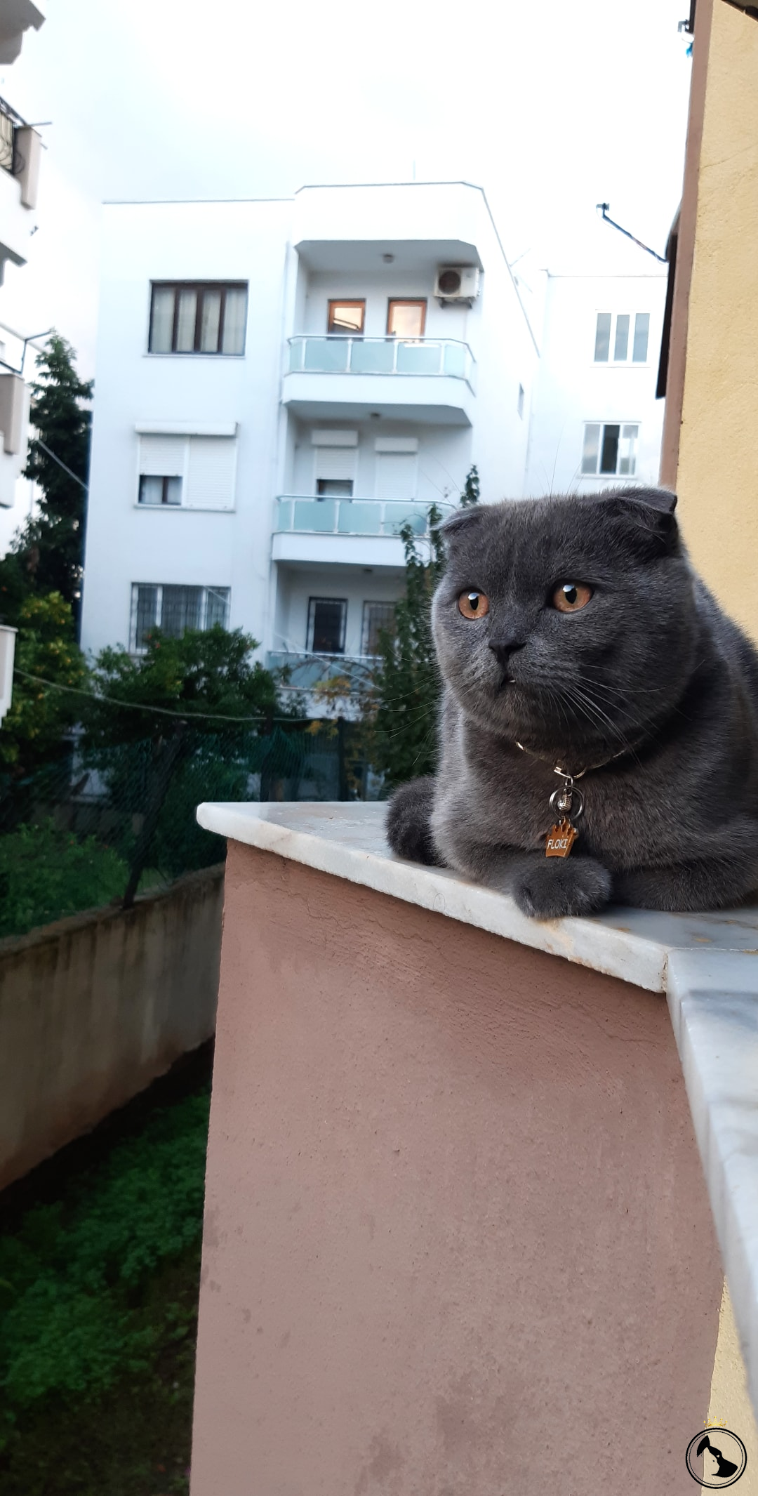 Ezgi su çakır Dost Patiler Kedi Köpek Dünyası Kedi ve Köpekler