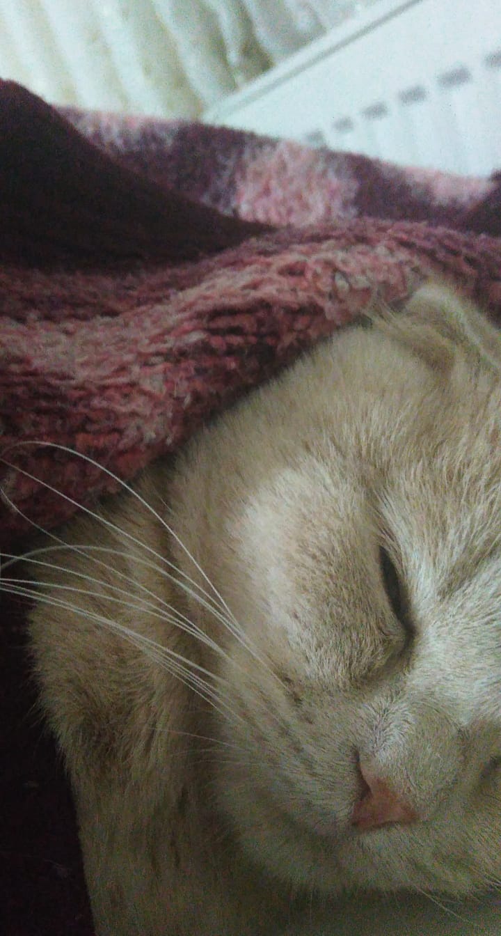 Yasemin Kaya Dost Patiler Kedi Köpek Dünyası Kedi ve Köpekler