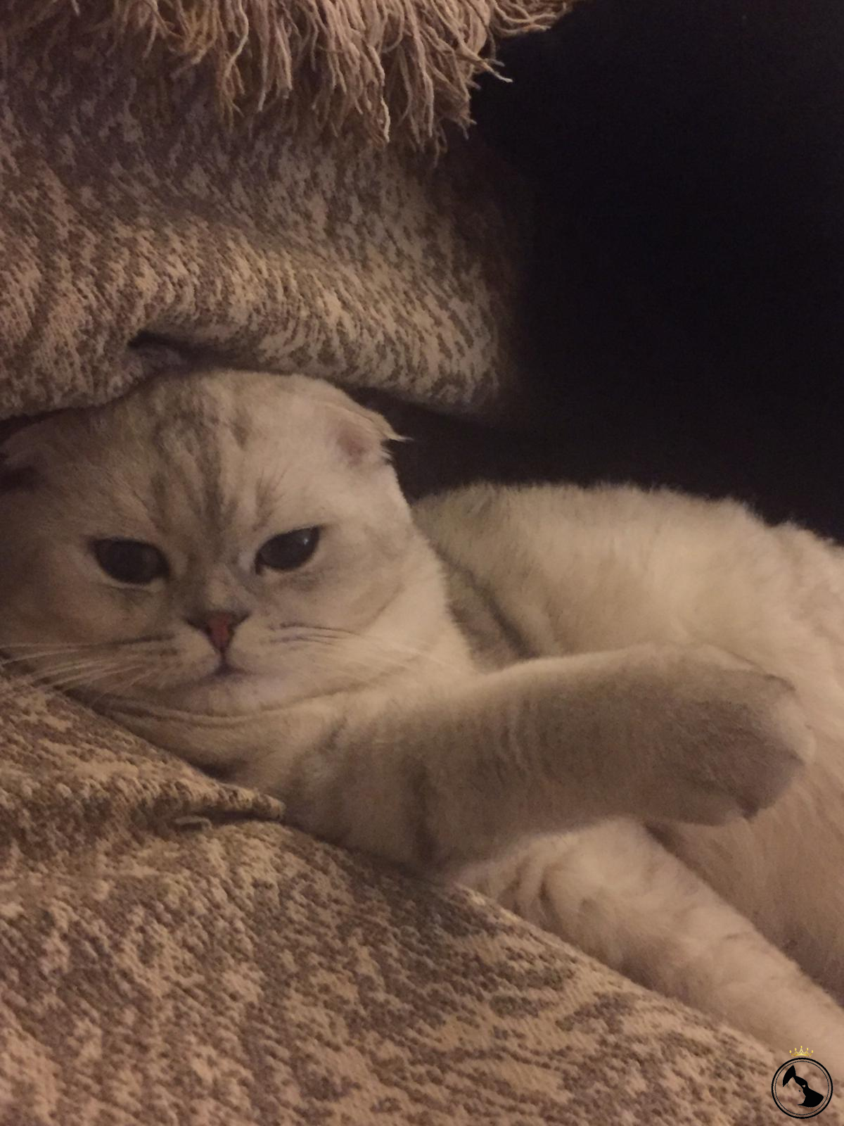 Oğlumuz kızgınlık döneminde, dişi kedi arıyoruz Dost Patiler Kedi