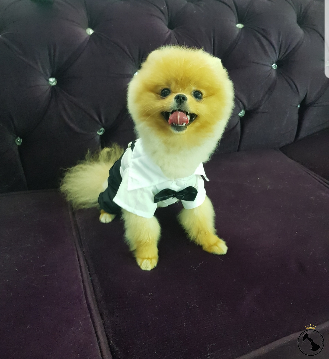 Pomeranian boo teddy bear Erkek!