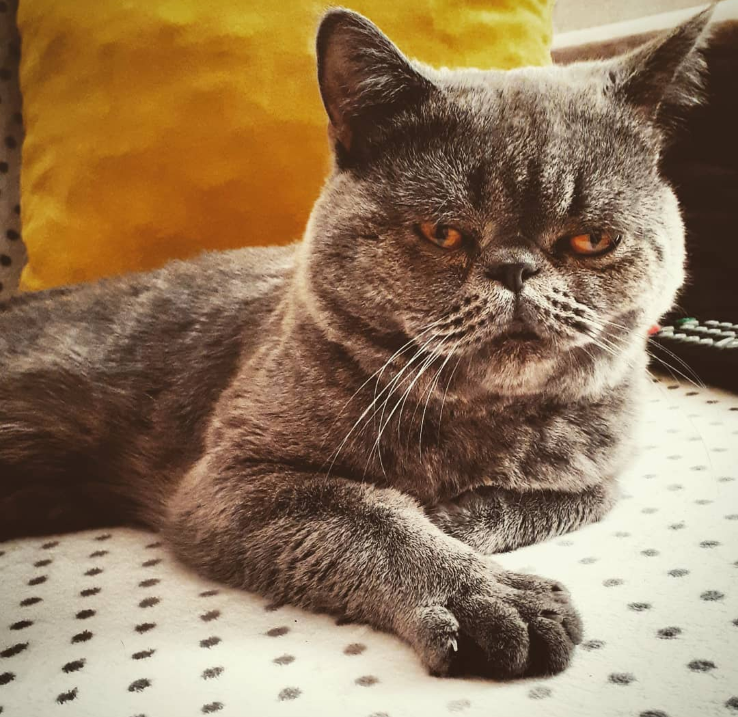 KEDİME EŞ ARIYORUM DİŞİ Dost Patiler Kedi Köpek Dünyası Kedi ve