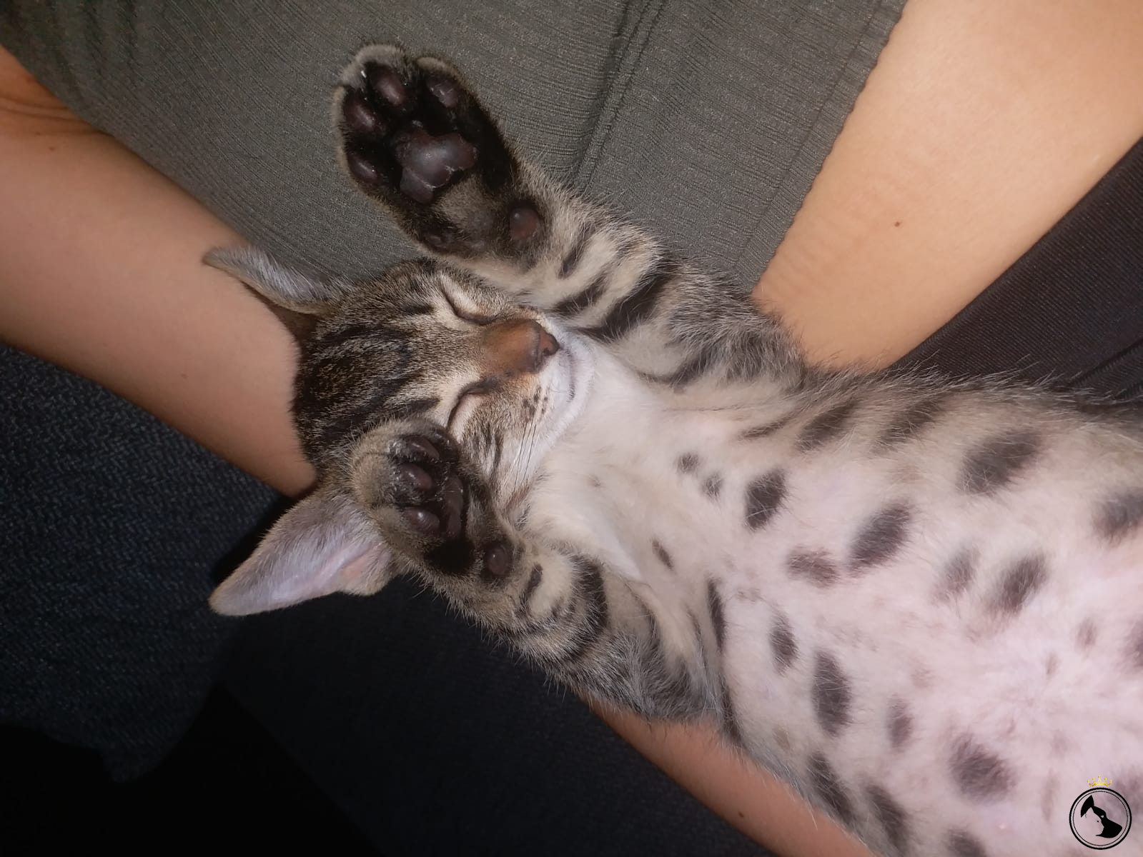 yavru kedi fiyatlari