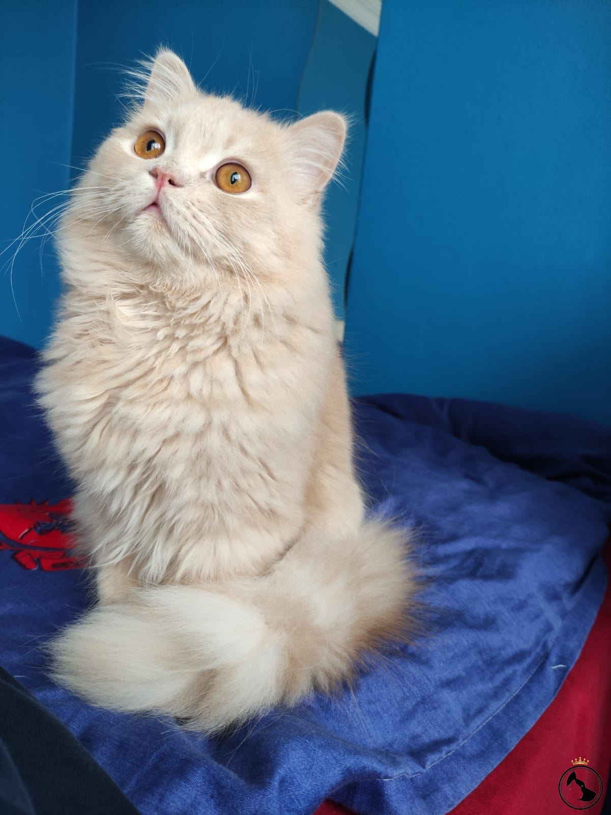 scottish straight longhair yakışıklı oğluma eş arıyorum Dost Patiler